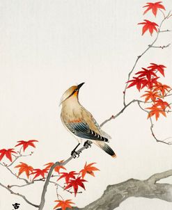 Waxwing on Maple – Ohara Koson