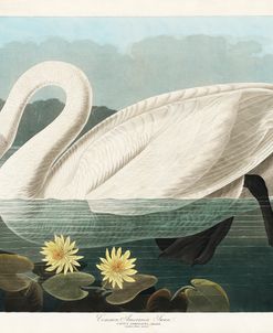 Common American Swan – John James Audubon