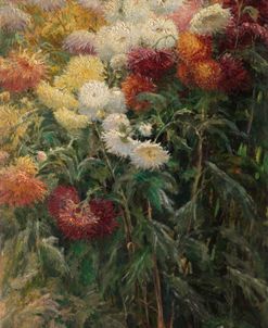 Chrysanthemums – Gustave Caillebotte
