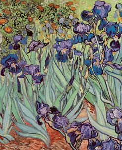 Irises, 1889 – Vincent Van Gogh