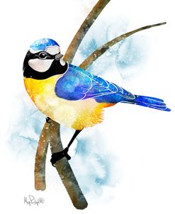 Songbirds- Blue Titmouse
