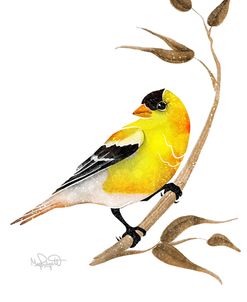 Songbirds- Goldfinch