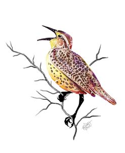 Songbirds- Meadowlark