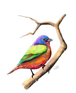 Songbirds- Painted Bunting