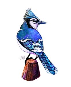 Songbirds- Bluejay