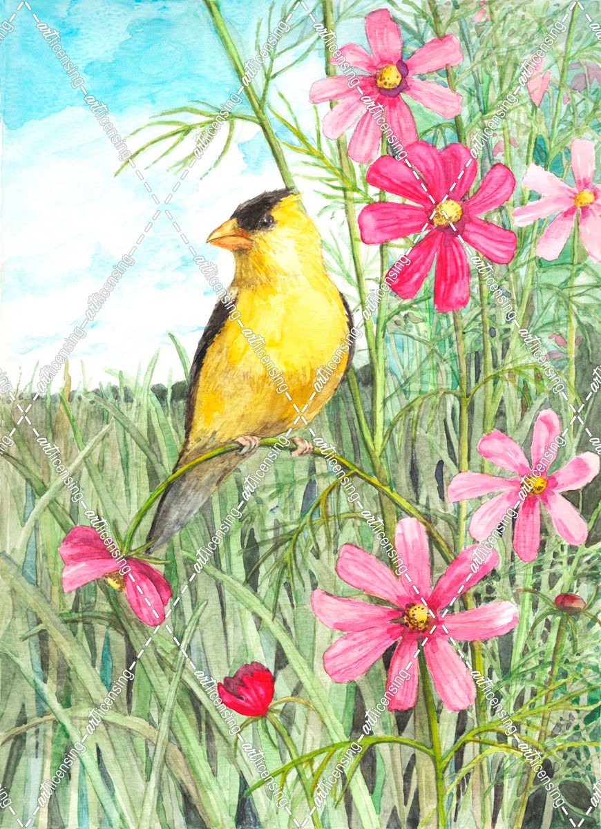 Yellow Finch Cosmos