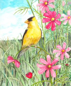 Yellow Finch Cosmos