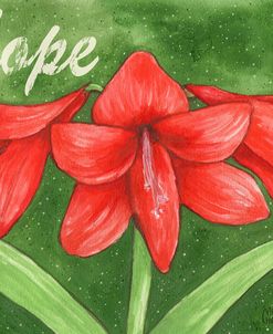 Amaryllis Flower Hope