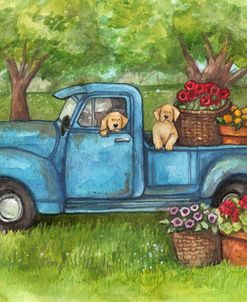 Goldens in Blue Truck With Flowers