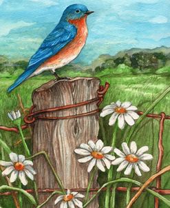 Bluebird In The Daisy Meadow