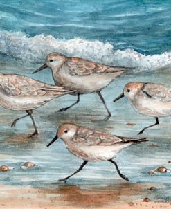 Coastal Sandpipers Running On Beach