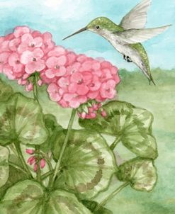 Hummingbird With Geraniums