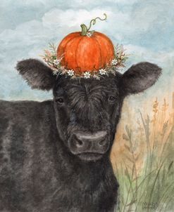 Pumpkin Angus