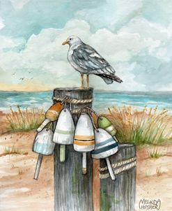 Coastal Seagull By Water