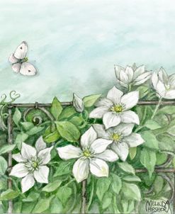 Clematis Flowers And Butterfly Memories