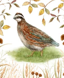 Bob White With Fall Grasses