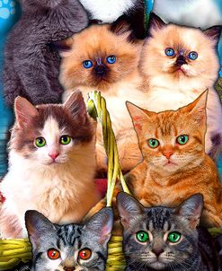 Kittens Collage