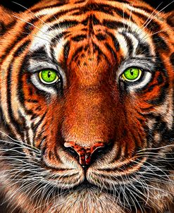 Tiger Eyes