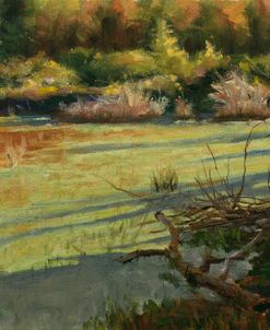 Pond Shadows