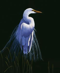 Common Egret In Breeding Plumage