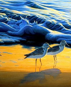 Blue & Gold Shorebirds