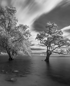 Samalian Trees