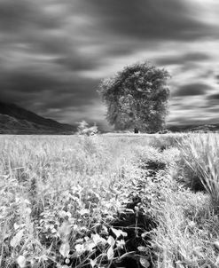 Lone Tree, Dingalan