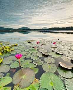 Morning Lilies