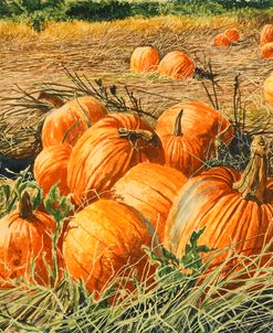 Pumpkin Harvest