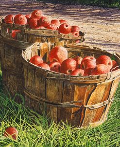 Apple Bushels