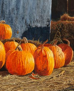 Pumpkins at Kelder Farm