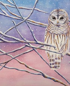 Snowy Barred Owl