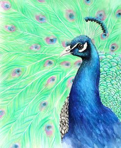 Mr. Peacock