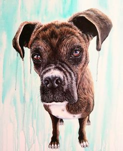 Boxer Dog