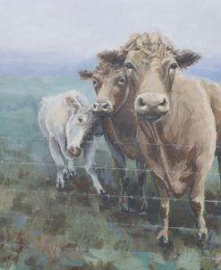 Cows By Fence
