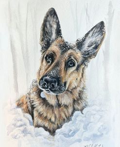 German Shepherd