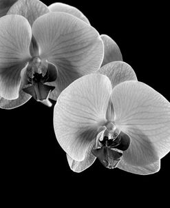 Orchids