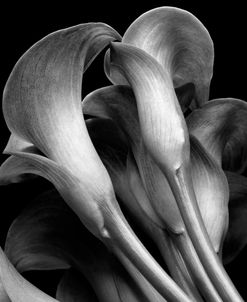 Lillies2