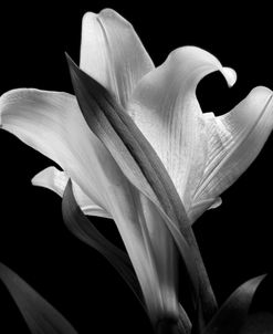 Floral 73 – Lily