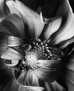 floral_Dahlia_CU1_BW_08.03