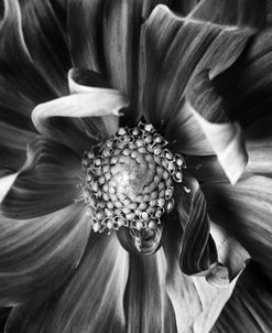 floral_Dahlia_CU3_BW_08.03