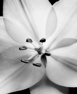 White Lily