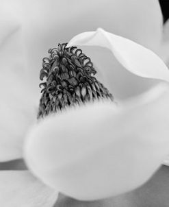 Floral Magnolia 06
