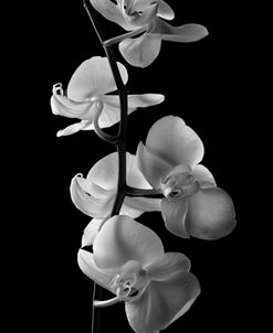 Orchids2_026_BW