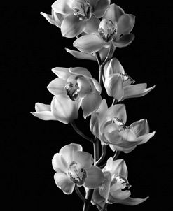 Orchids_Stem_BW