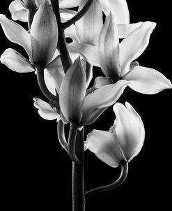 Orchids_Stem2_BW