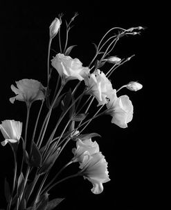 white flowers gray