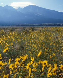 Colorado Mtns Daisies