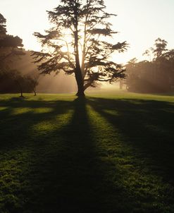 Tree and Light