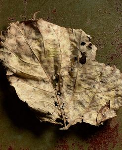 CG2014_011_Leaf Torn_8b